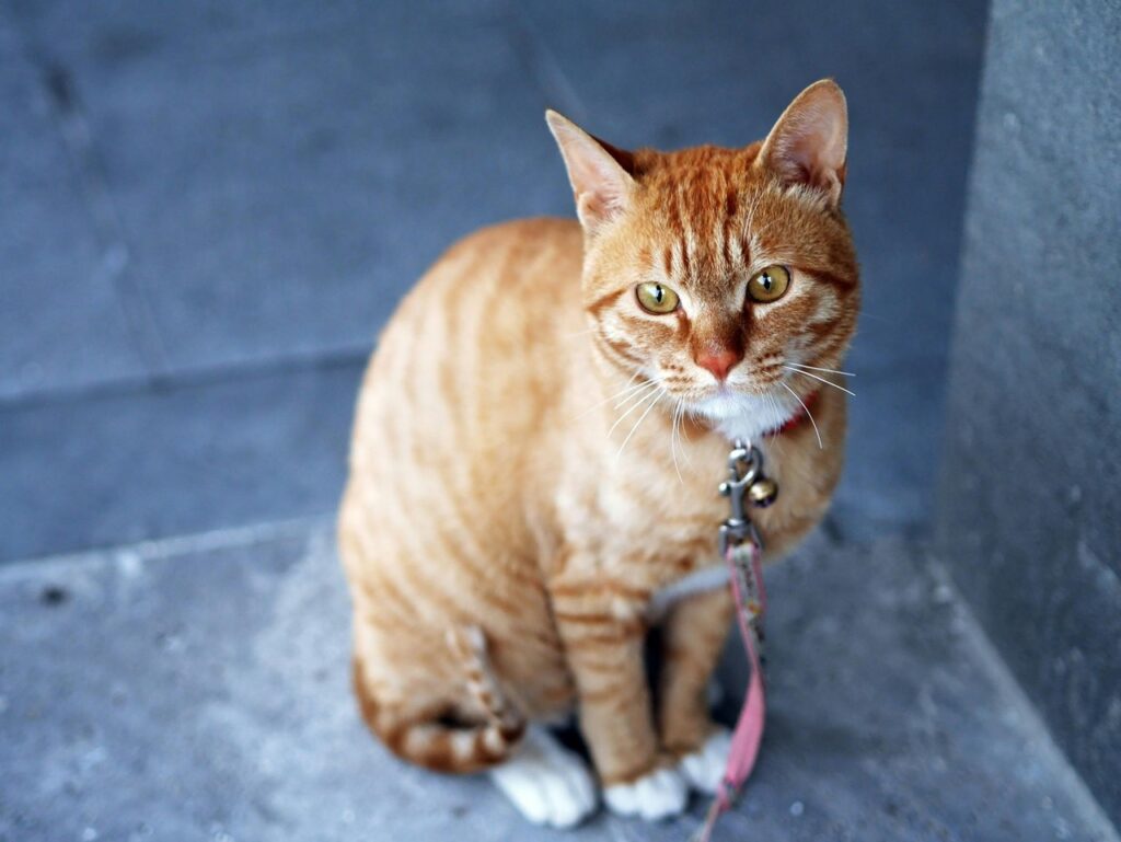 Cat on leash indoors