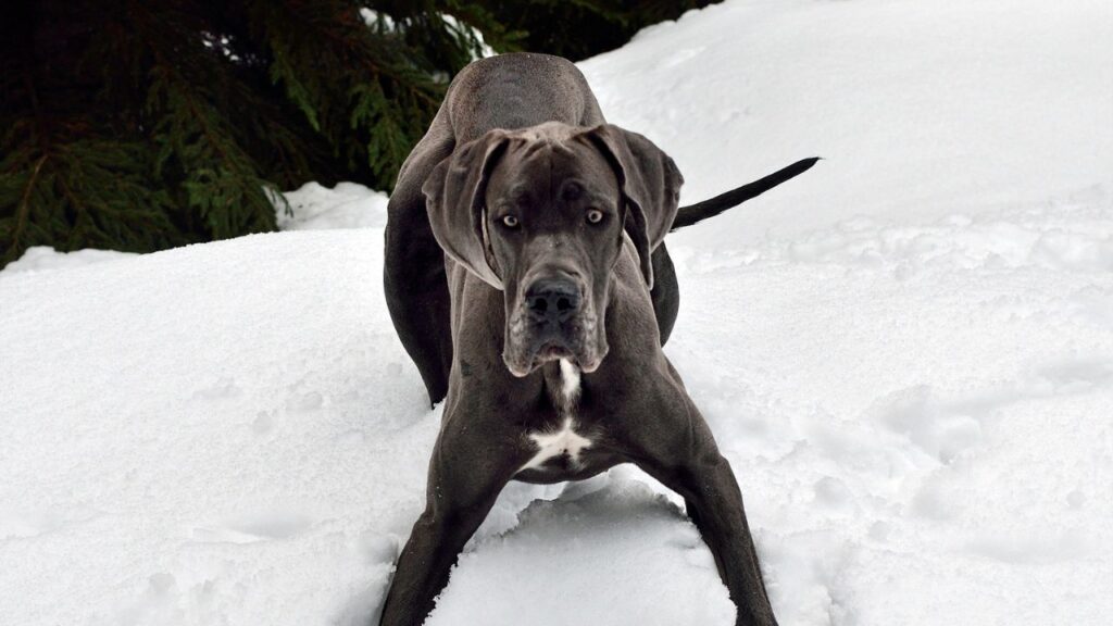 great dane