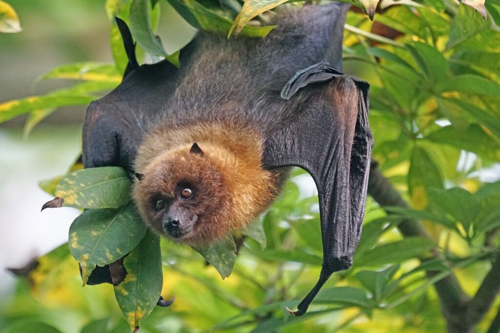 A bat hanging from a tree