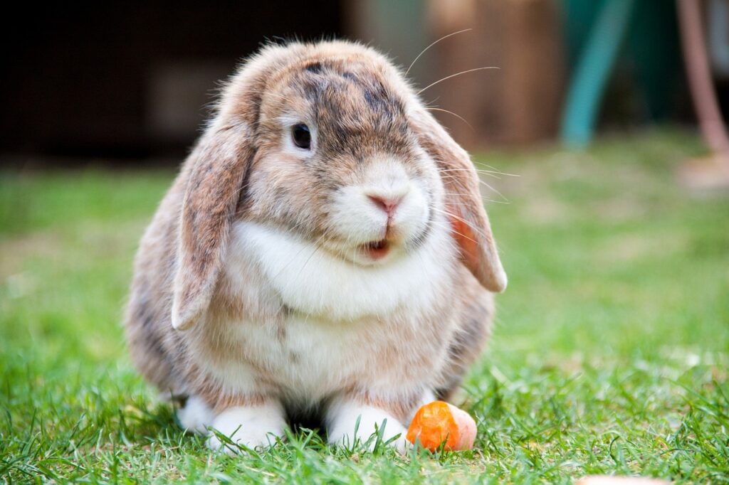  A lop-eared Rabbit