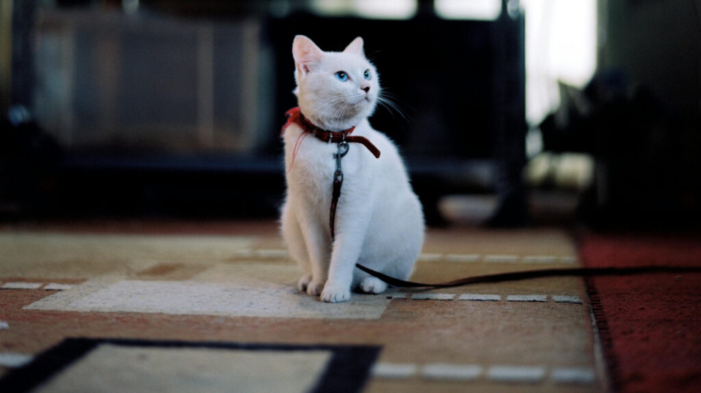 Cat leashed indoors