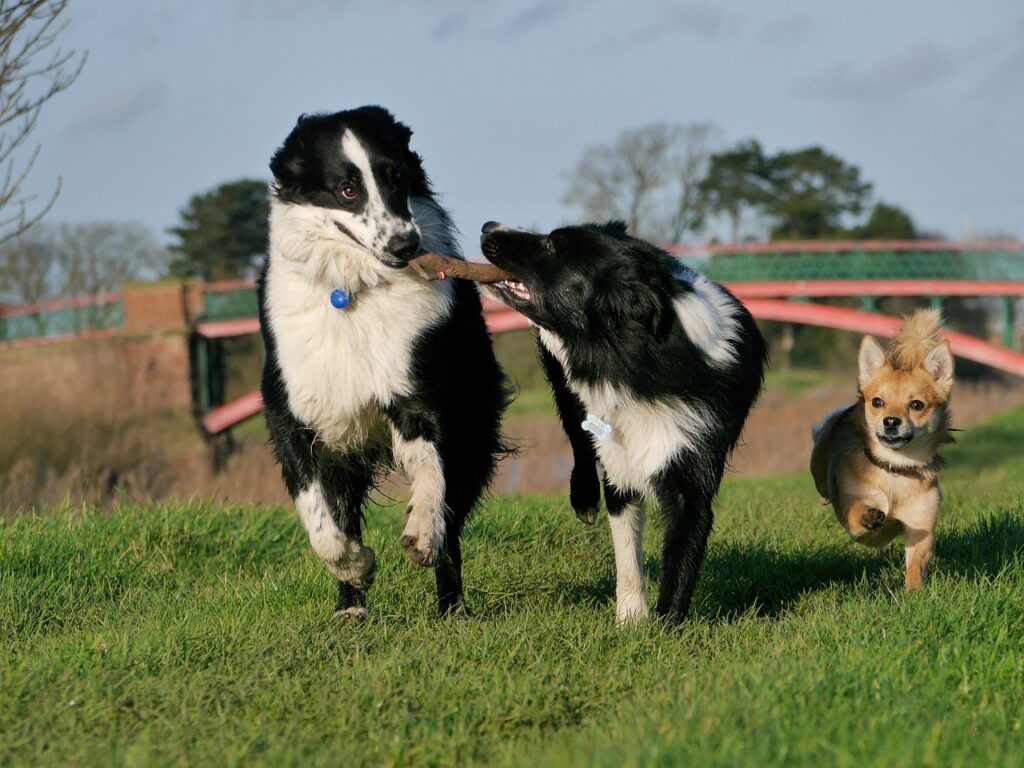 Border collies playing