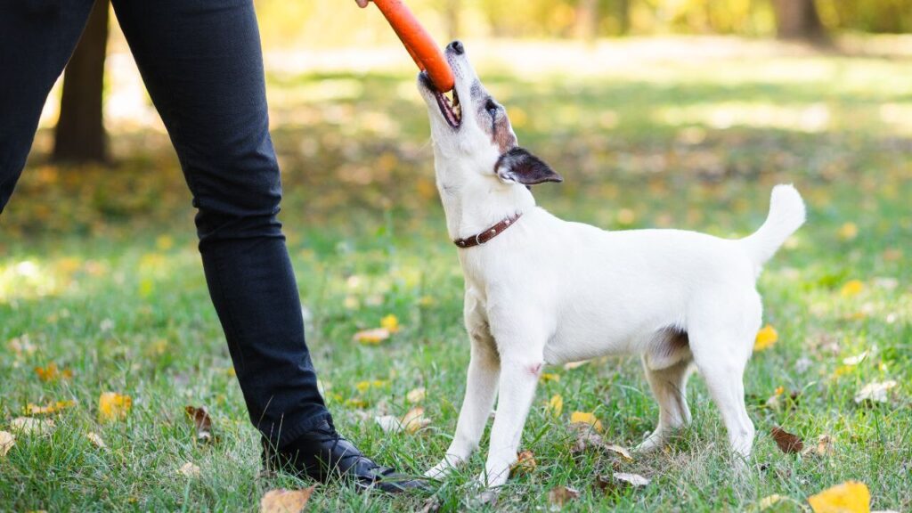 Jack Russell Terrier