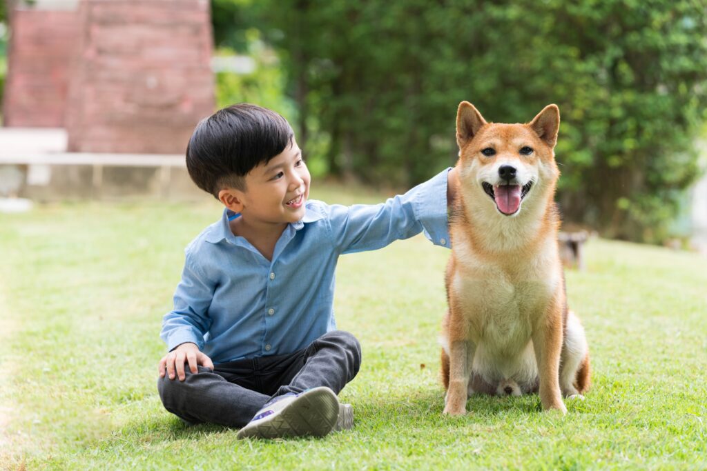 Kid patting Shiba Dog