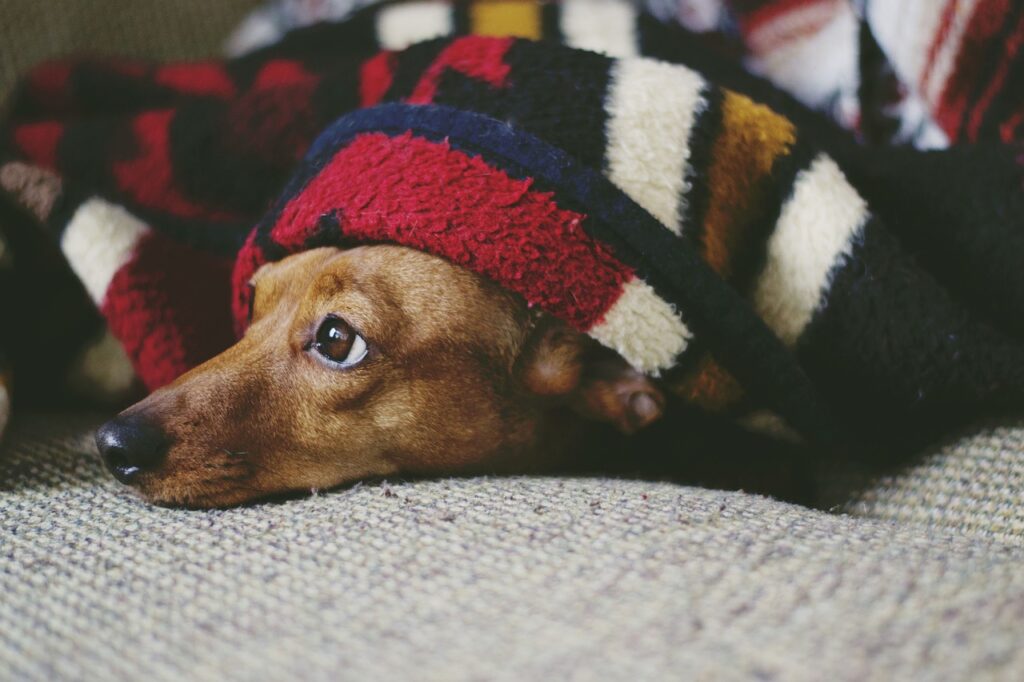 A dog under a blanket