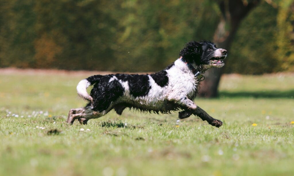 Springer spaniel tail docked