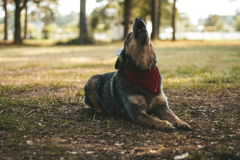 Australian Cattle Dog Howling