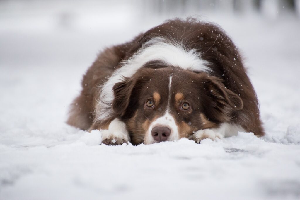 Australian Shepherd on the snow