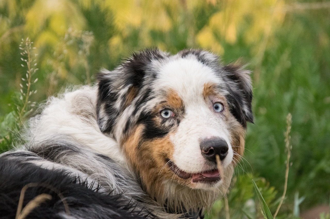 An Australian Shepherd