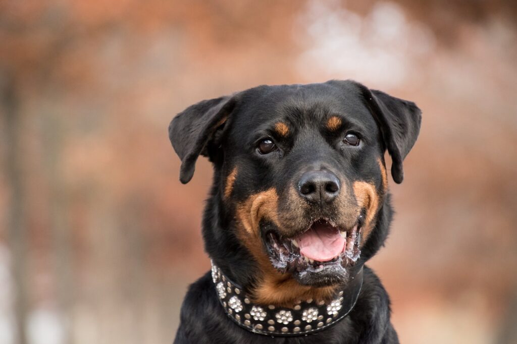 Rottwieller with Collar