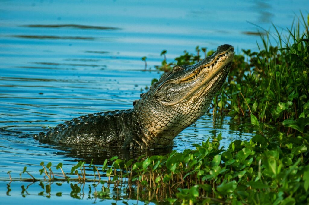 Alligator peering out of lake