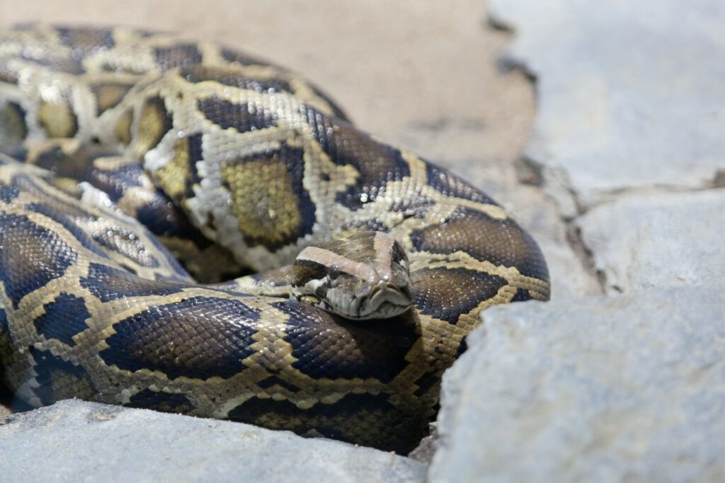 Reticulated Python 