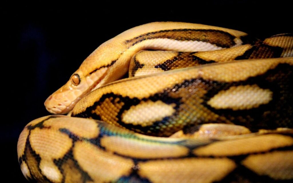 Reticulated Pythons