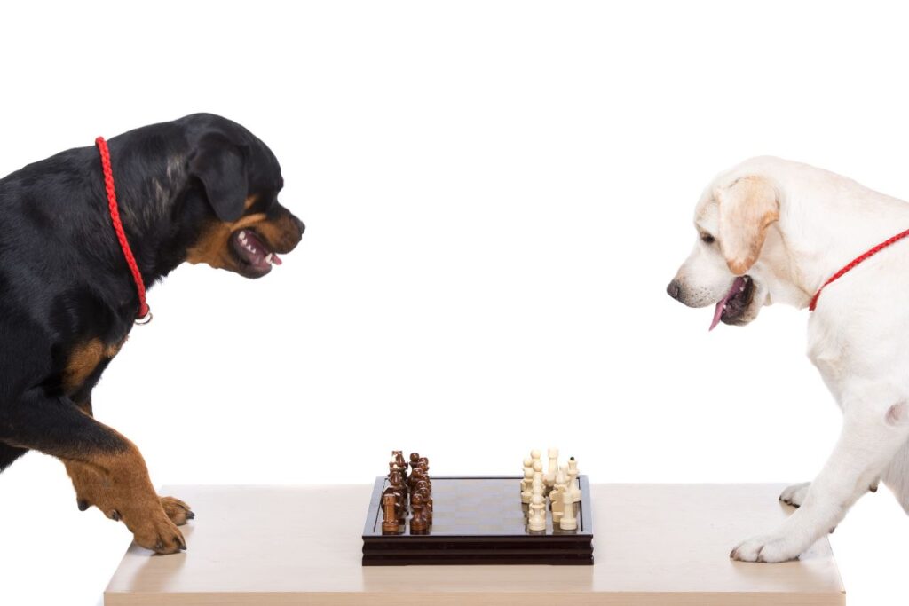 Rottweiler and Labrador are playing chess