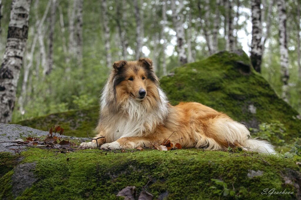 A Rough Collie