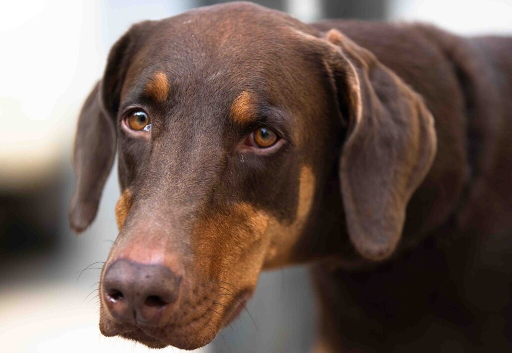 Sad Doberman