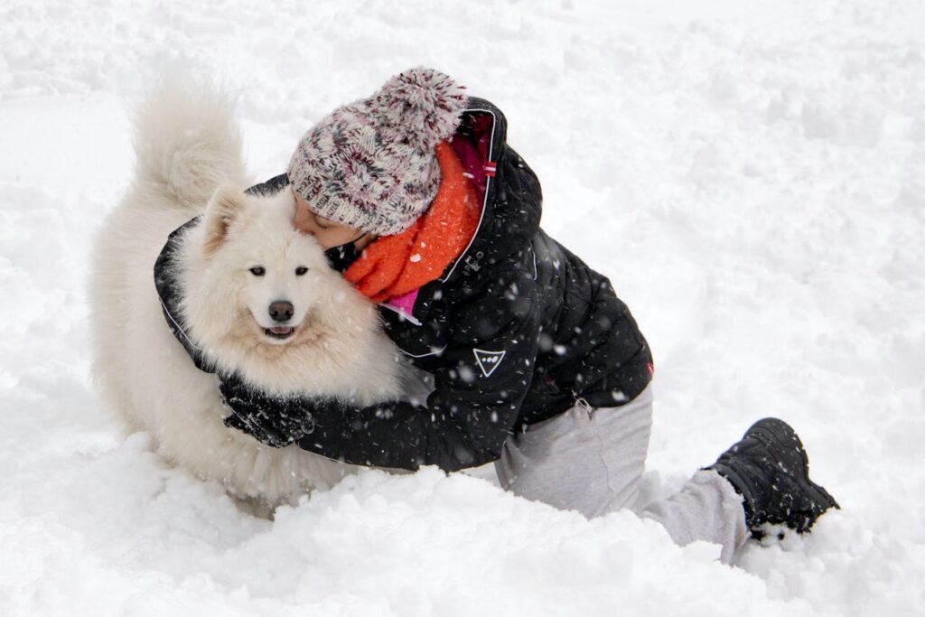 Samoyed in snow