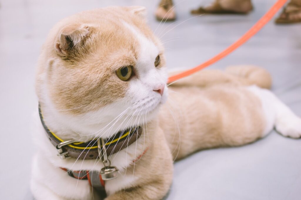 Scottish Fold Cat on a leash