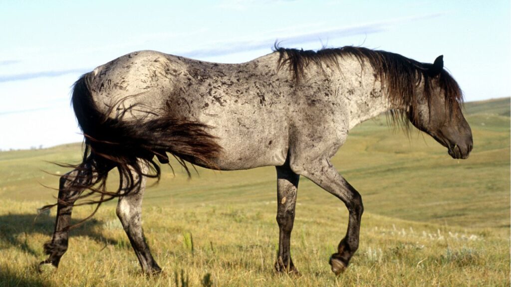 Nokota Horse