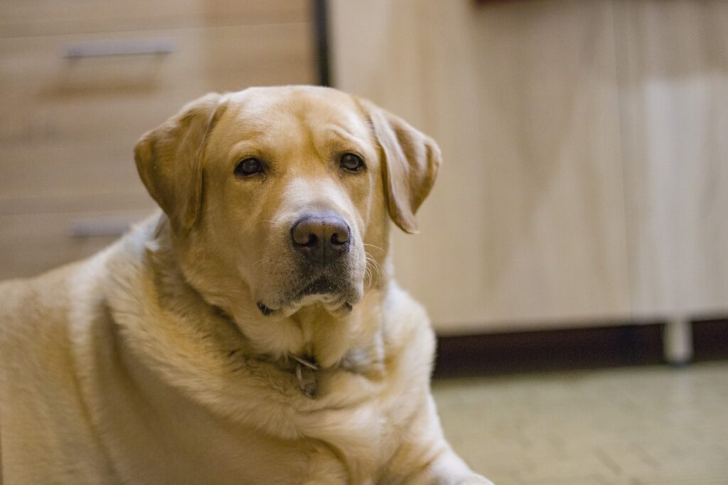 Labrador Retriever indoors