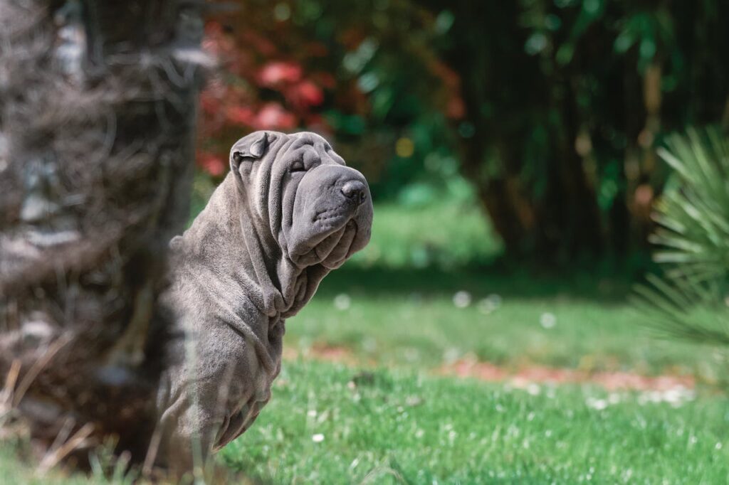 Shar Pei black