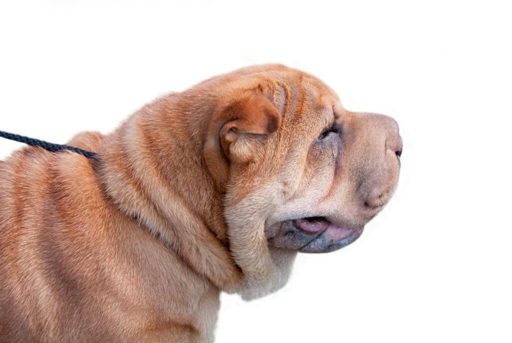 Shar Pei close up