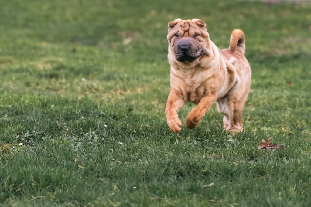 Shar Pei running