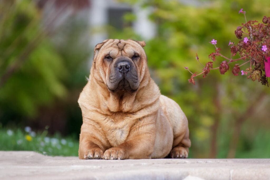 Shar Pei sitting