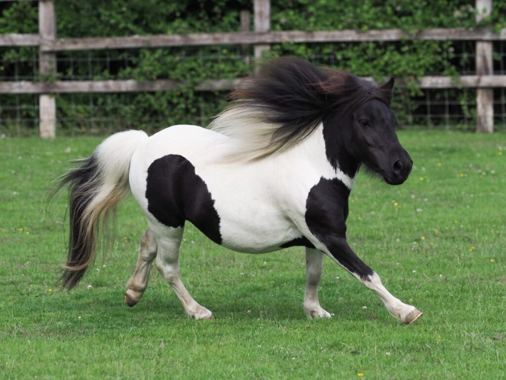 Shetland pony