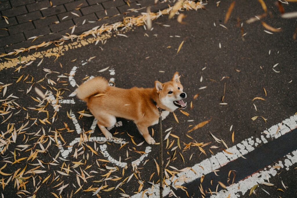 Shiba Inu bark