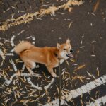 Shiba Inu bark