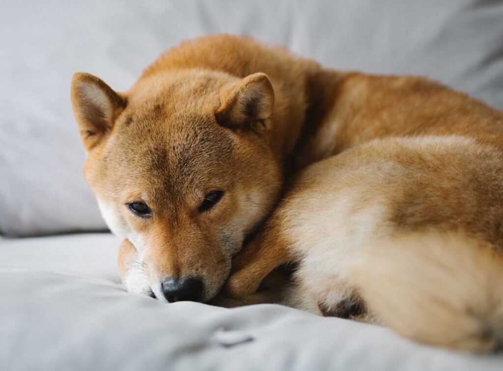 Shiba Inu on couch