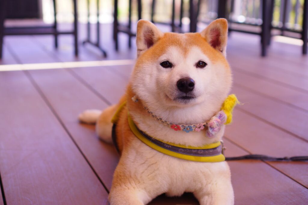 Dogs With Minimal Need for Baths