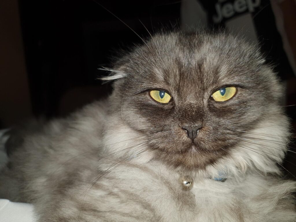 Shirazi mix Scottish fold