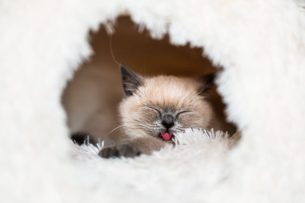 Siamese cat inside a cage