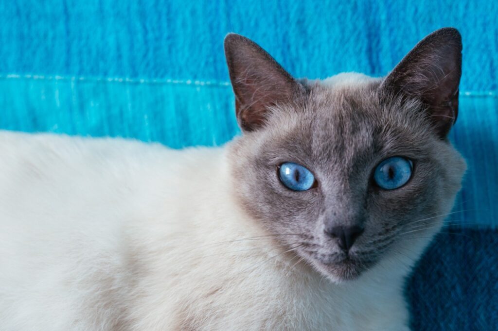 Siamese cat close up