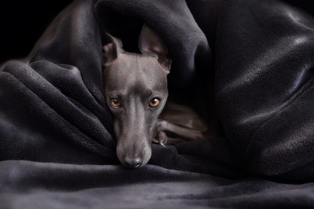 Italian Greyhound shrouded