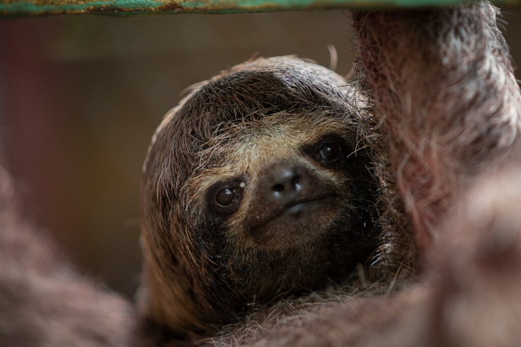 Sloth