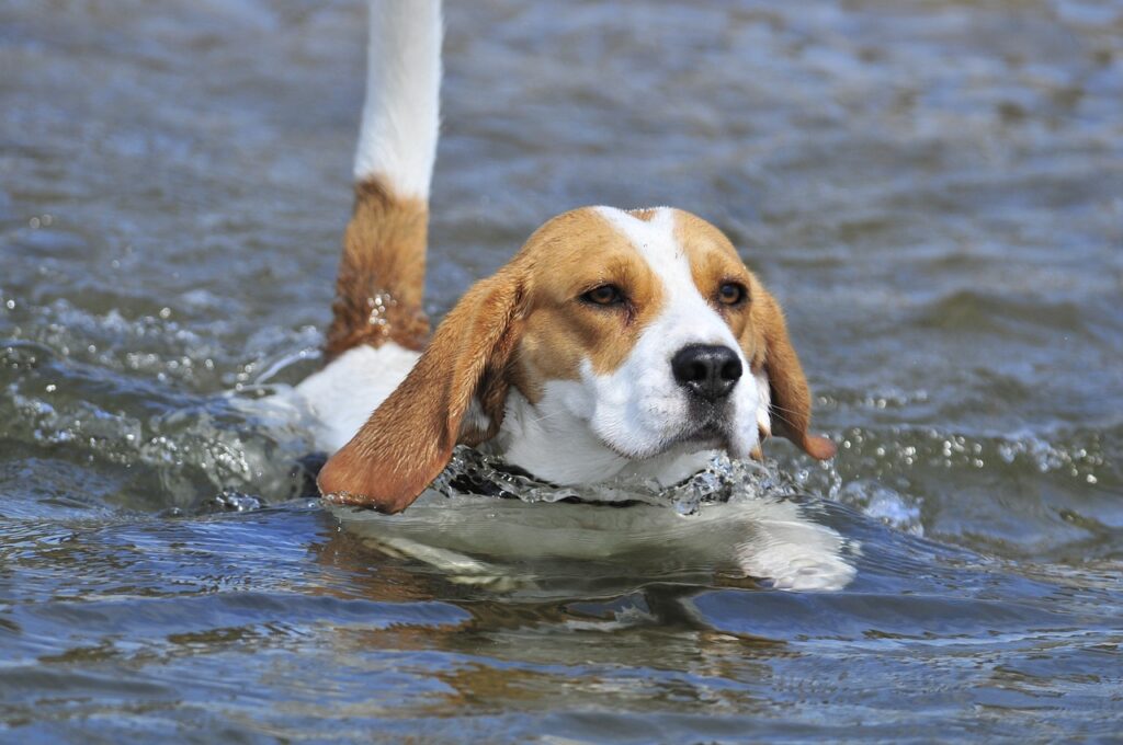 A Beagle swimming