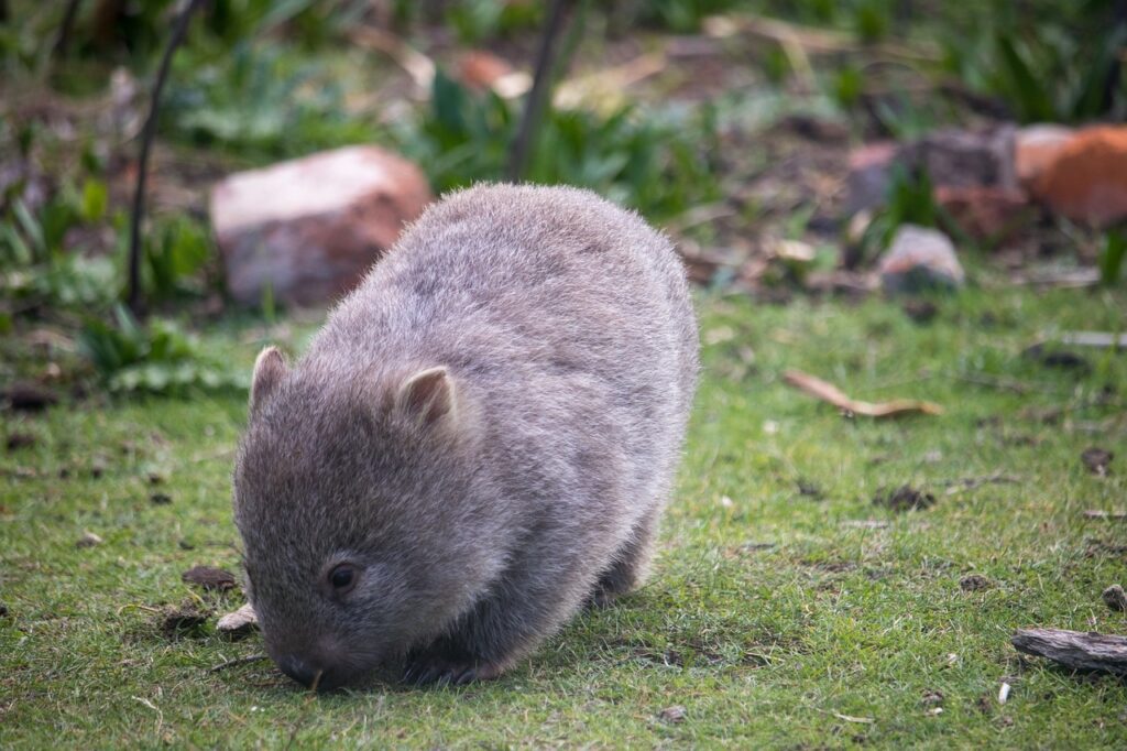 A Wombat