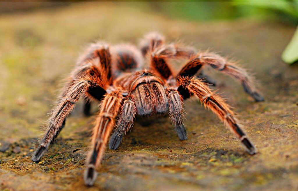  A Tarantula