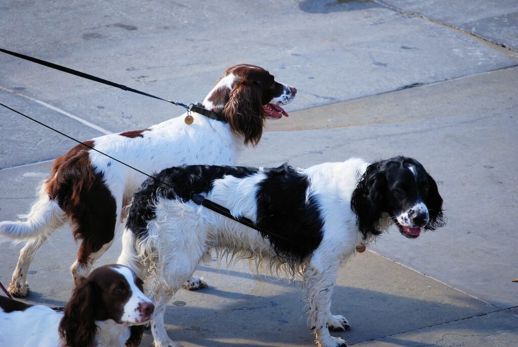 Springer Spaniel outdoor