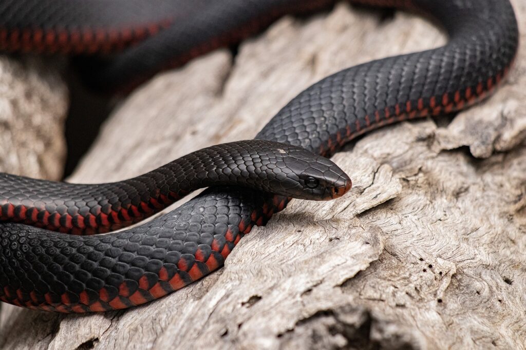 A Red bellied black snake