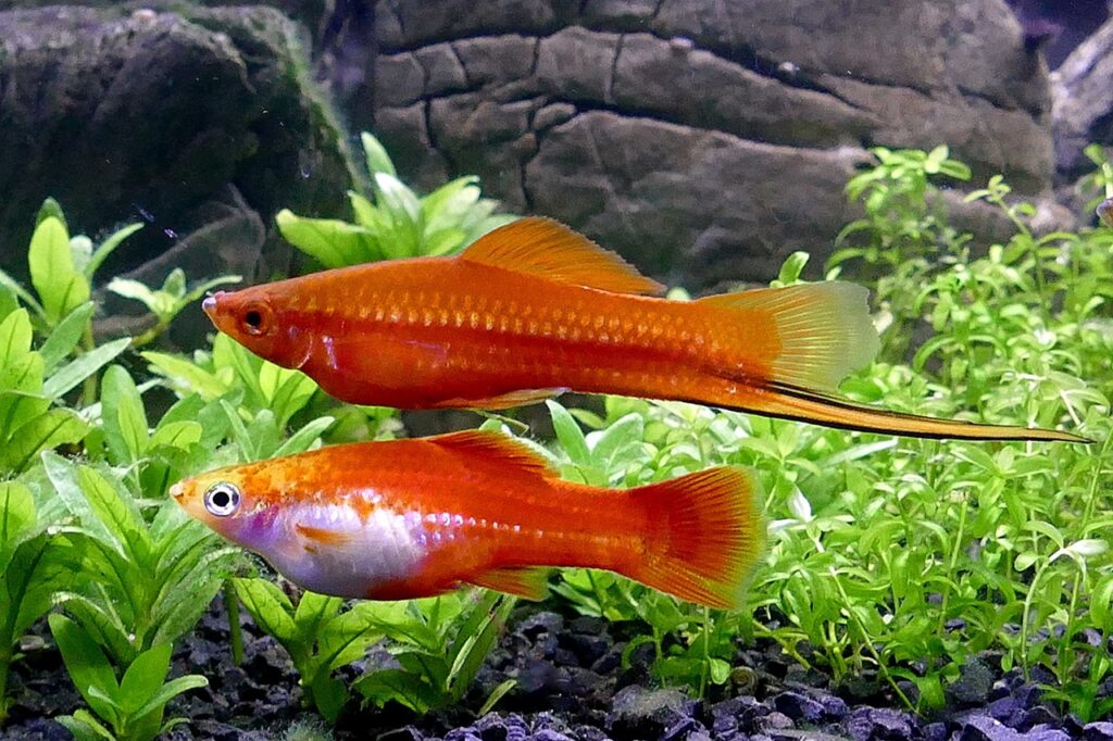 Swordtail Fish