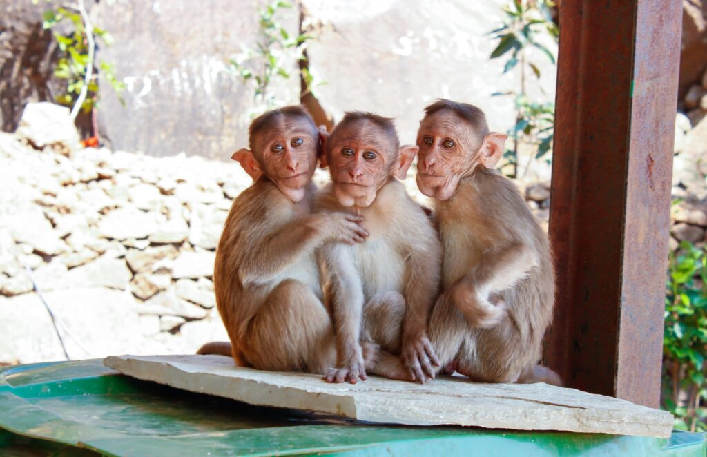 Three monkeys