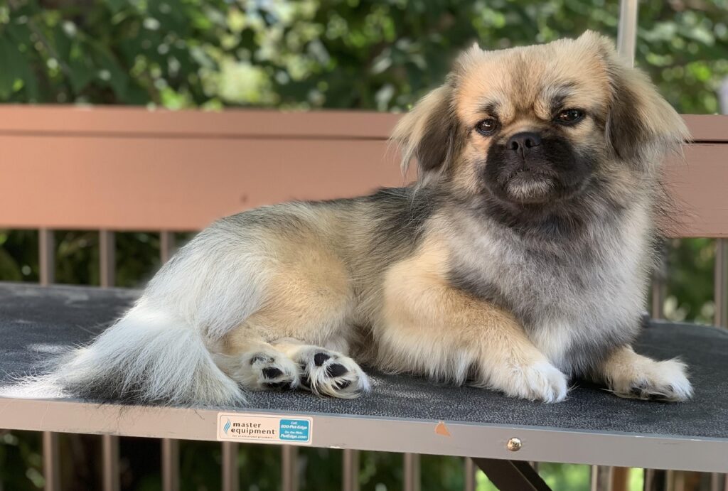Tibetian Pug 