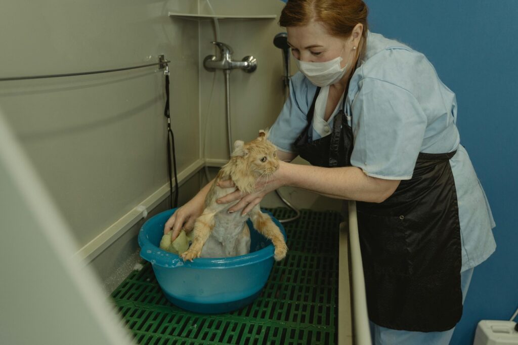 Cat being bathed by a vet