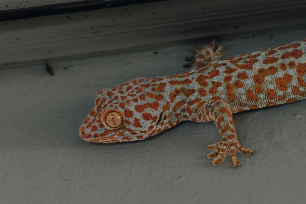 Tokay Gecko