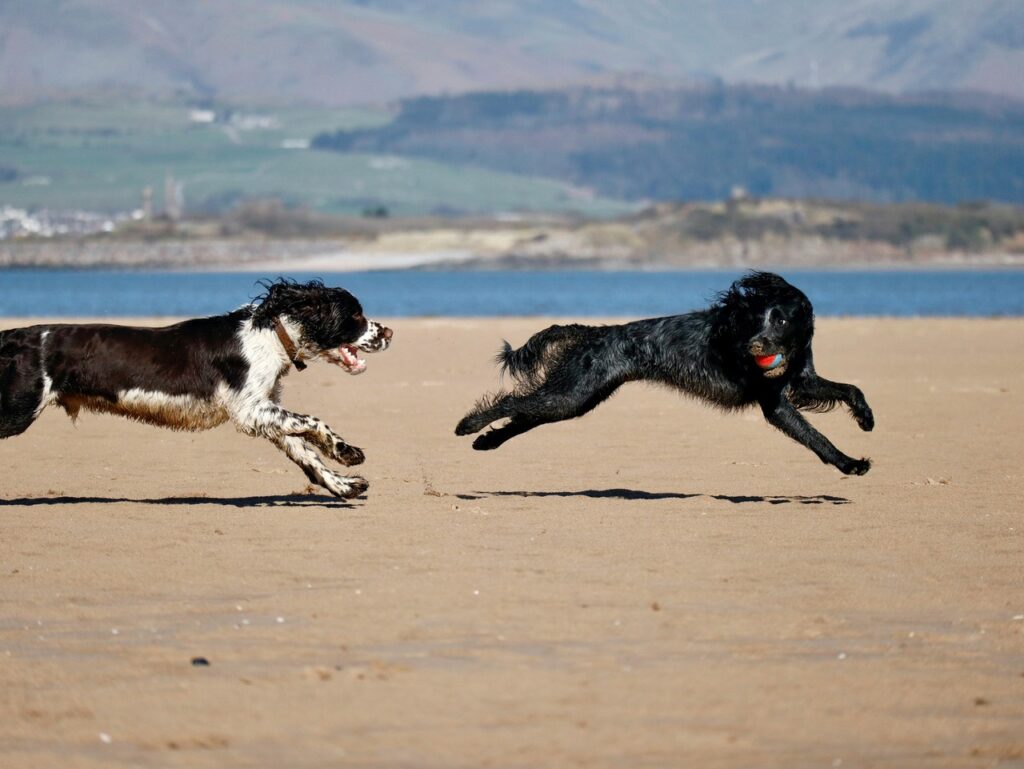 Springer Spaniel engaged in play