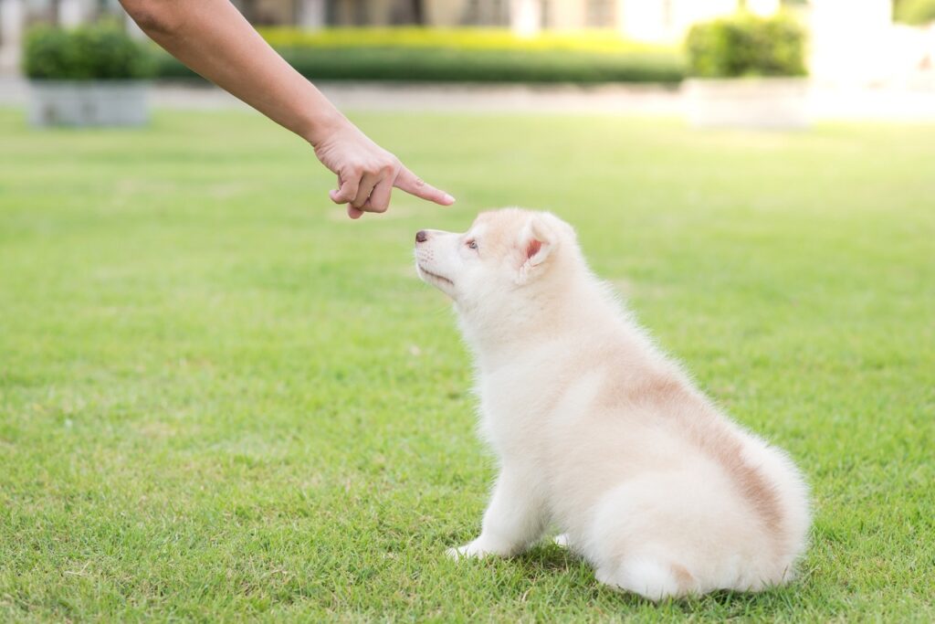 Training a siberian husky puppy